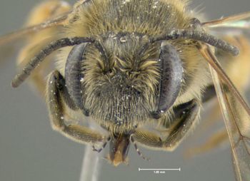 Media type: image;   Entomology 609514 Aspect: head frontal view